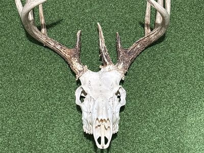 Whitetail deer skull
