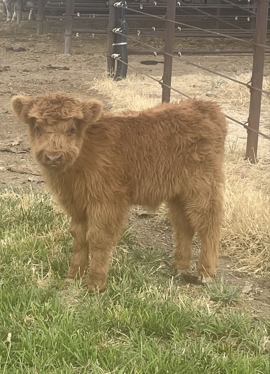 Scottish Highland Bull Calf