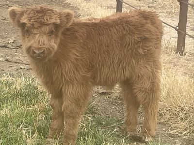 Scottish Highland Bull Calf
