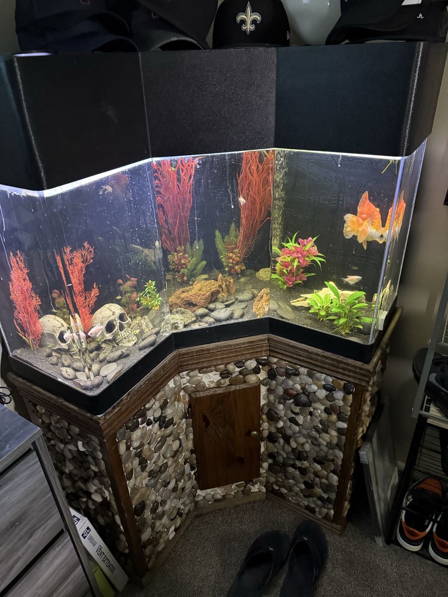55 gallon custom fish tank. 5’ tall with stand 4’ across (corner tank). With fish.