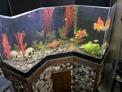 55 gallon custom fish tank. 5’ tall with stand 4’ across (corner tank). With fish.