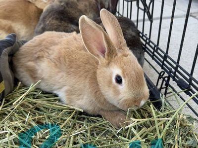 Rex Bunny Rabbits