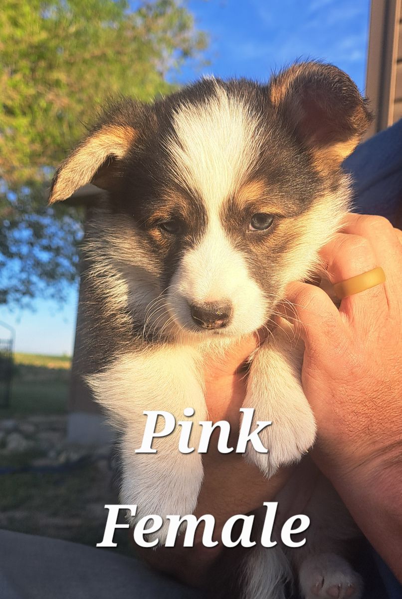 AKC Pembroke Welsh Corgis