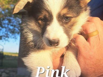 AKC Pembroke Welsh Corgis