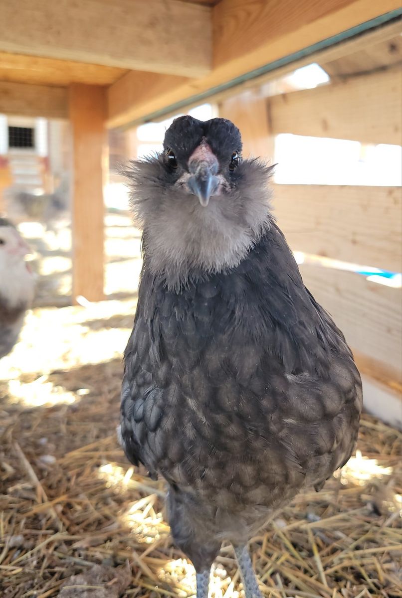 Blue Ameraucana Pullets Available!