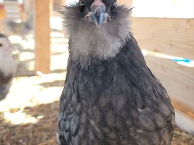 Blue Ameraucana Pullets Available!