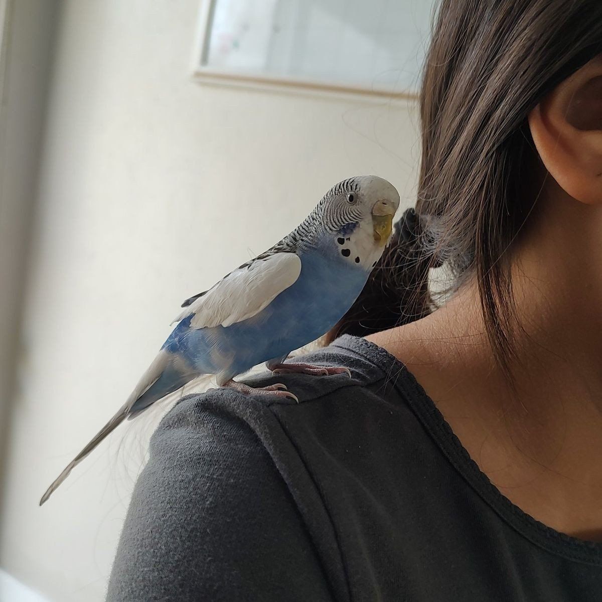 tame female parakeet