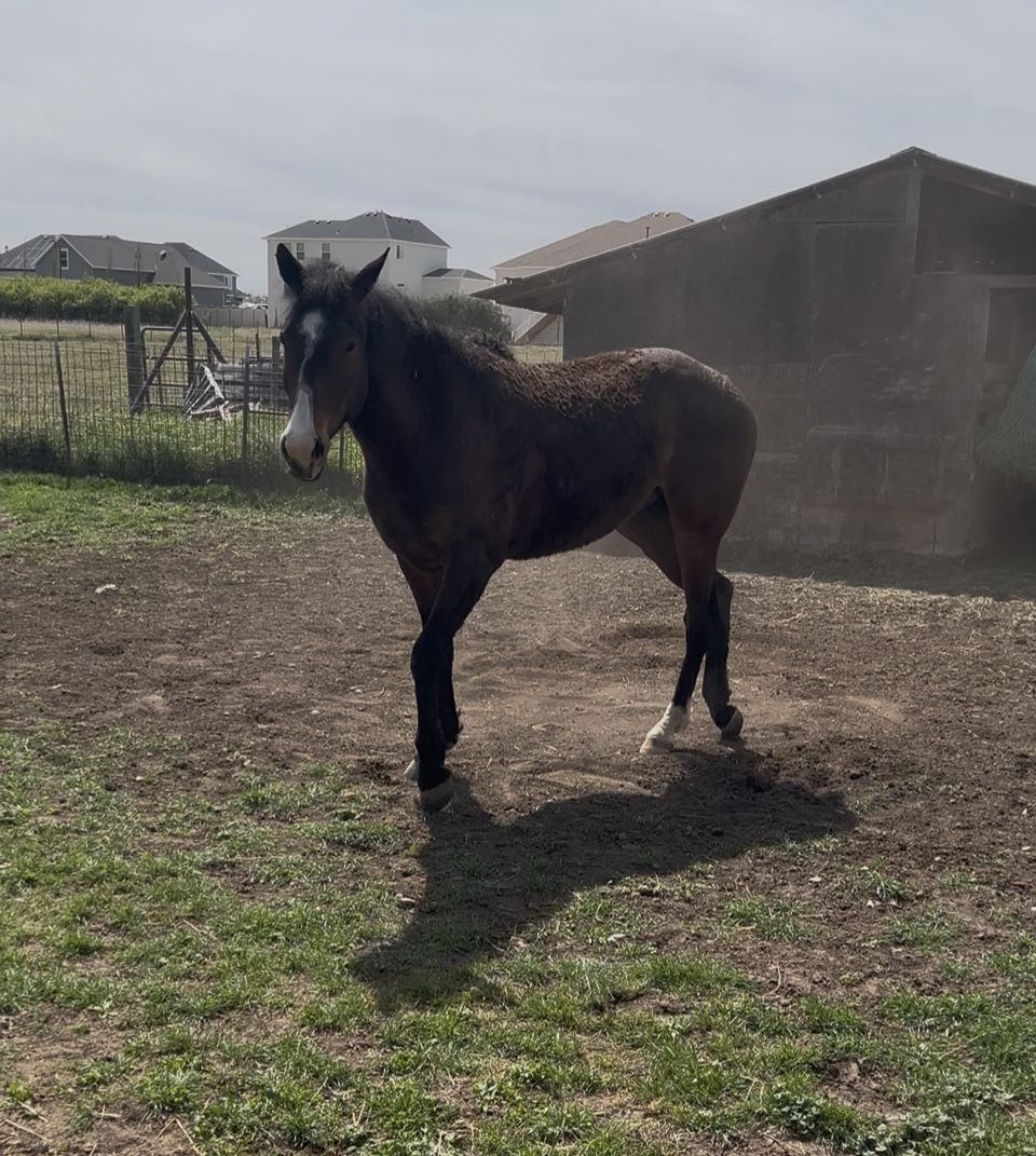 3yo curly bay gelding