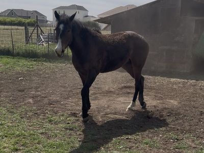 3yo curly bay gelding