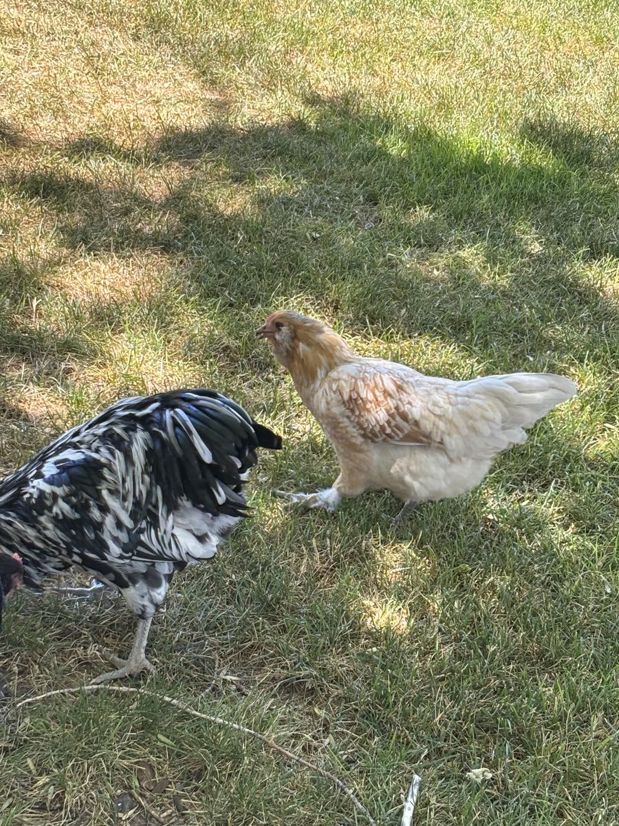 Blue Egg Layers, Silkies & Fancy Orpingtons pullets