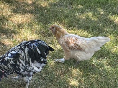 Blue Egg Layers, Silkies & Fancy Orpingtons pullets