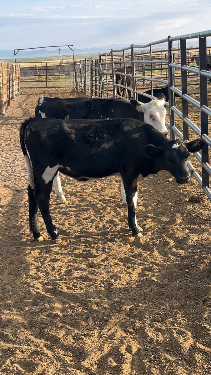 Weaned Healthy Heifer Calves
