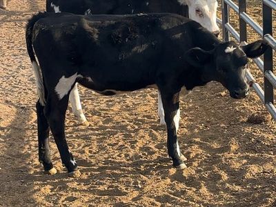 Weaned Healthy Heifer Calves