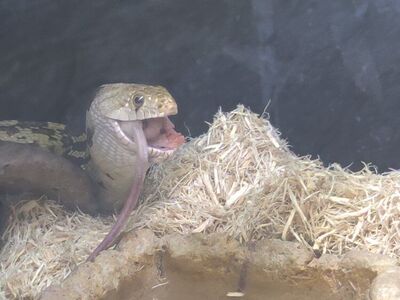 Gopher Snake