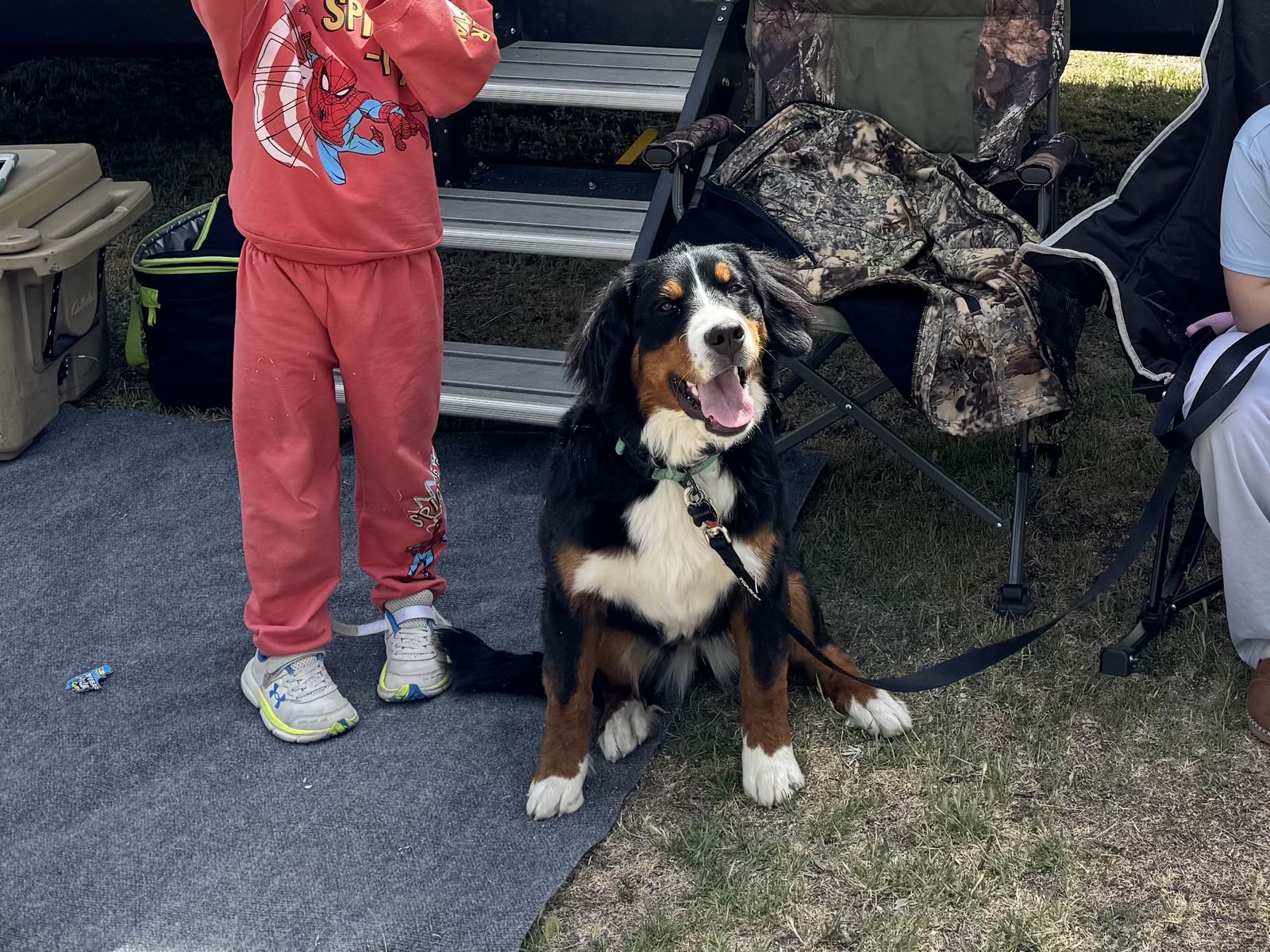 AKC Bernese Mountain Dog - 7 month old
