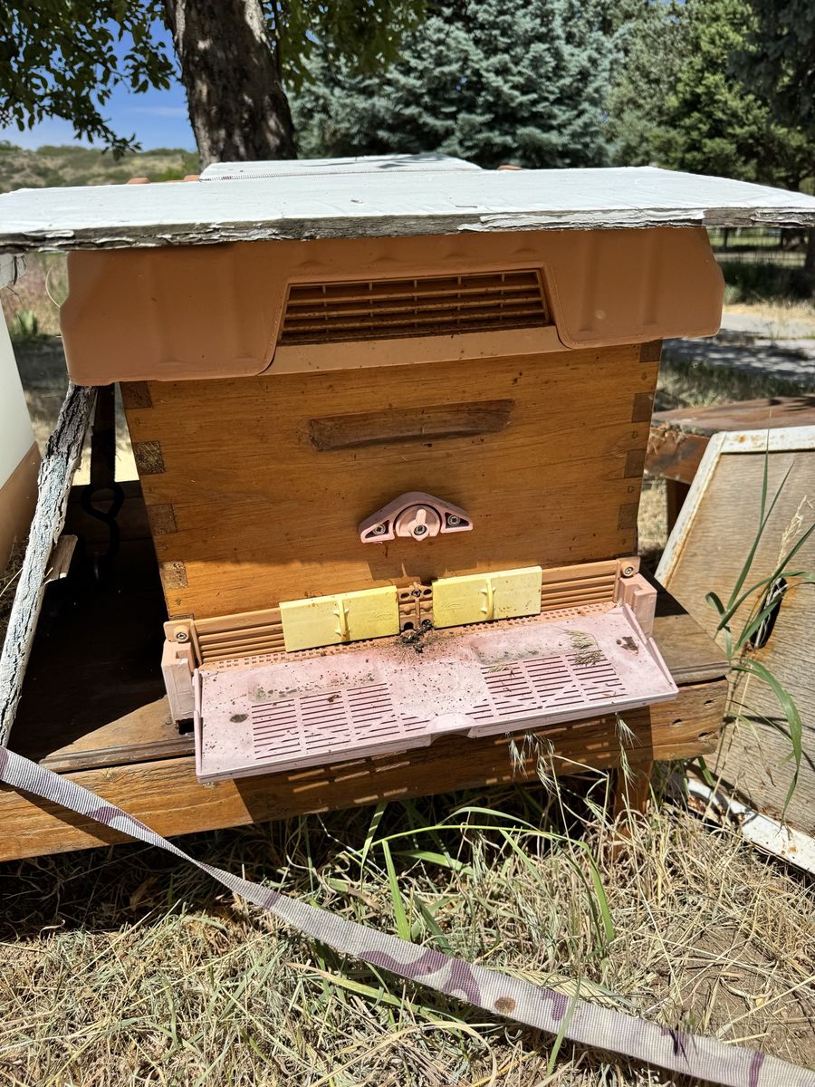 Honey Bee supplies