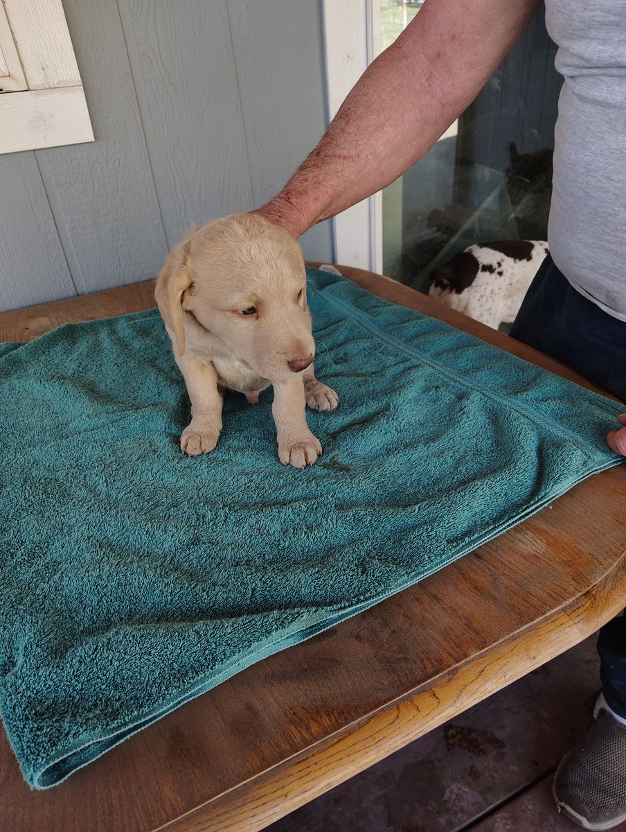 Chesapeake Bay Retrievers