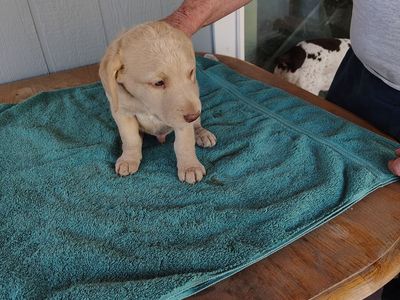 Chesapeake Bay Retrievers
