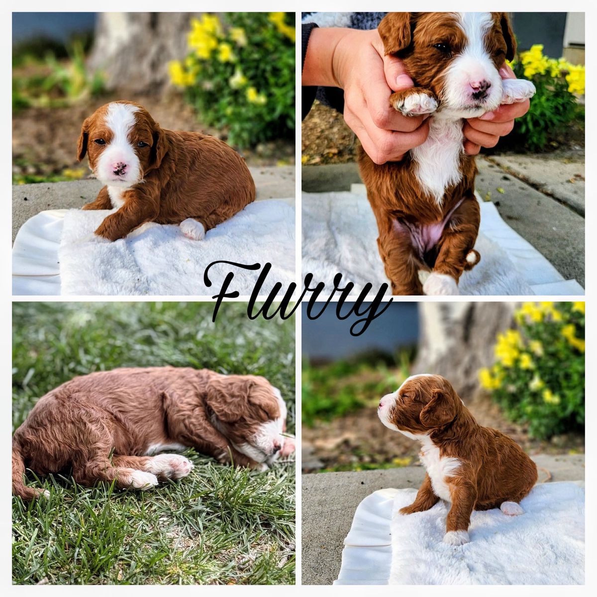 Adorable Mini Cavapoo pups (red coats and white coats)