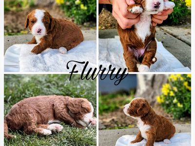 Adorable Mini Cavapoo pups (red coats and white coats)