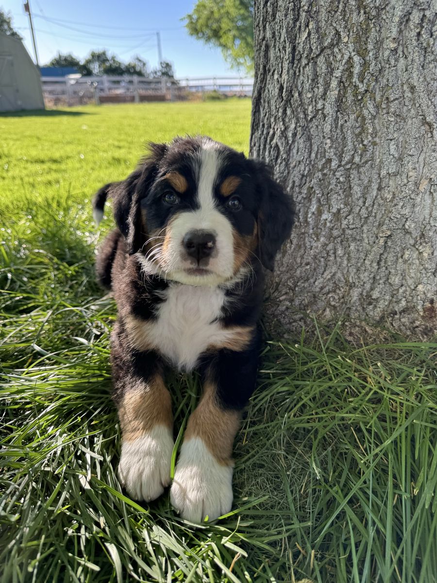 BEAUTIFUL AKC BERNESE MOUNTAIN DOG PUPPIES