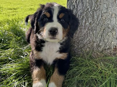 BEAUTIFUL AKC BERNESE MOUNTAIN DOG PUPPIES