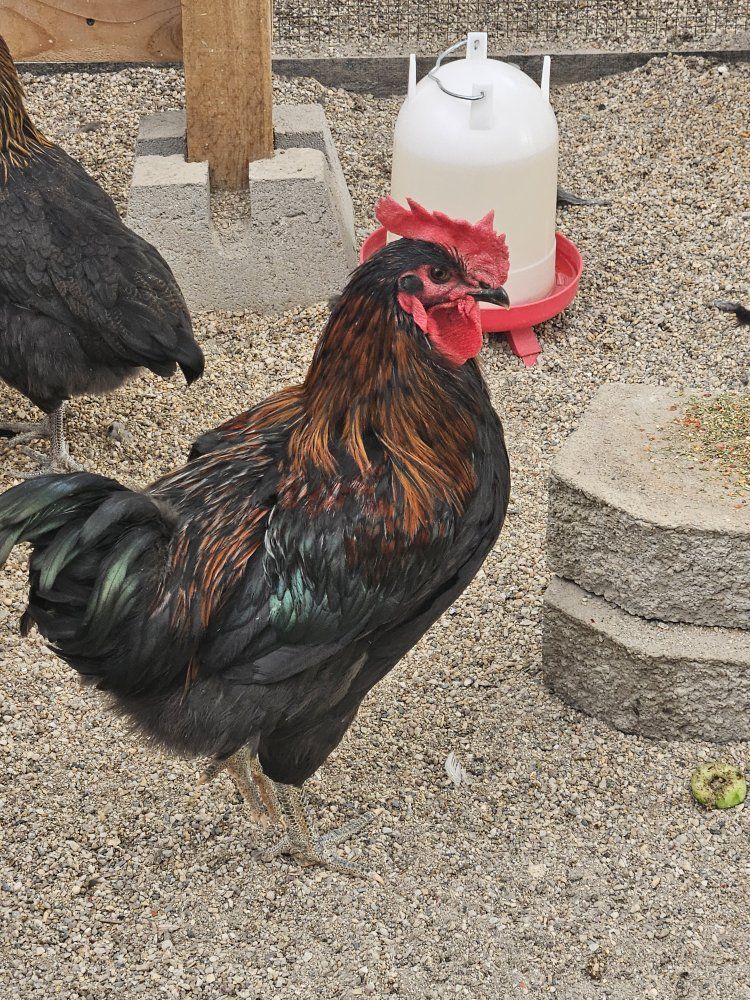 FREE Black Copper Maran Rooster - Healthy Young 