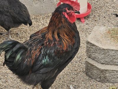FREE Black Copper Maran Rooster - Healthy Young