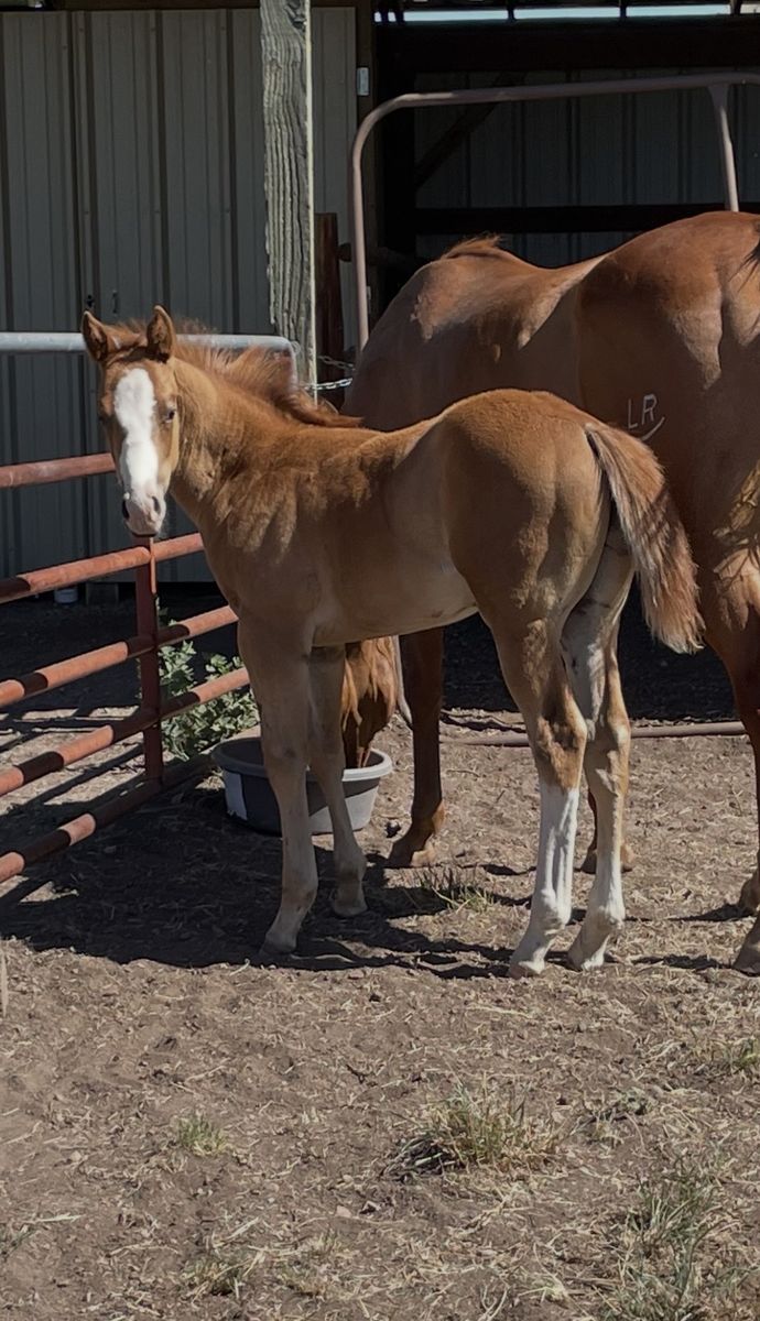 Race Prospect Pending