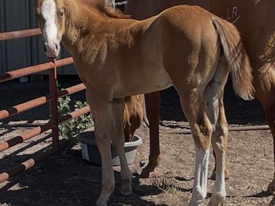 Race Prospect Pending