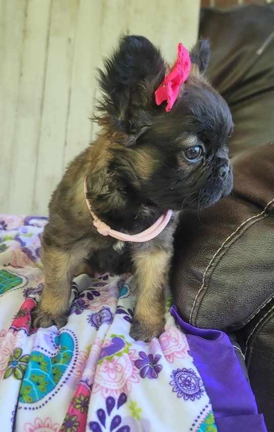 AKC French Bulldog / Frenchie Female