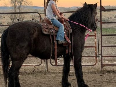 18-19 year old pony
