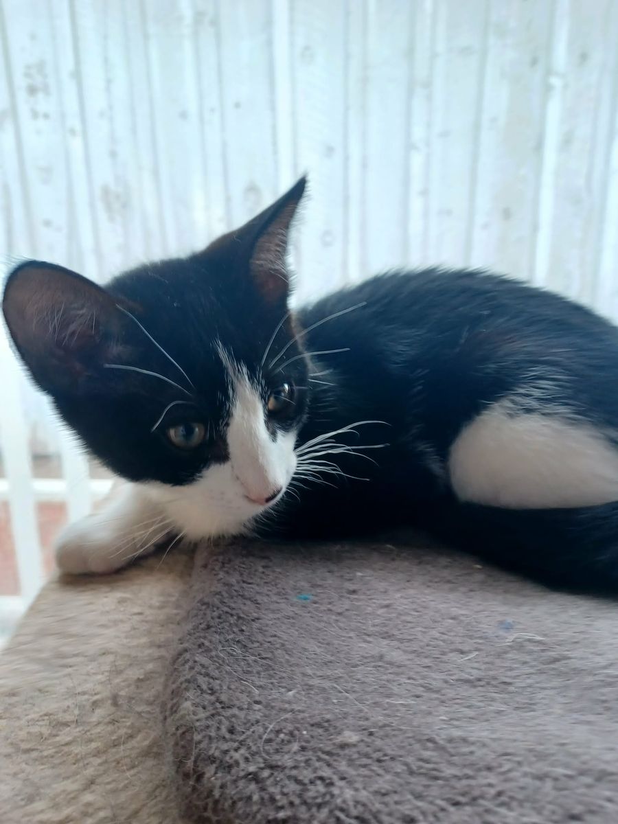 2 kittens