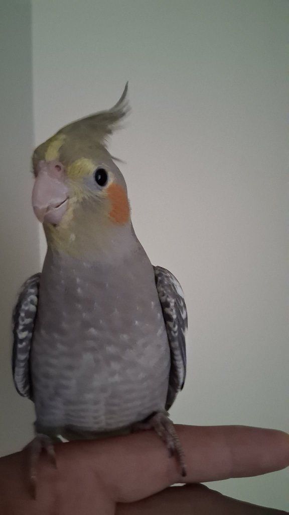 Tame Baby Cockatiel