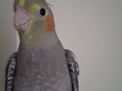 Tame Baby Cockatiel