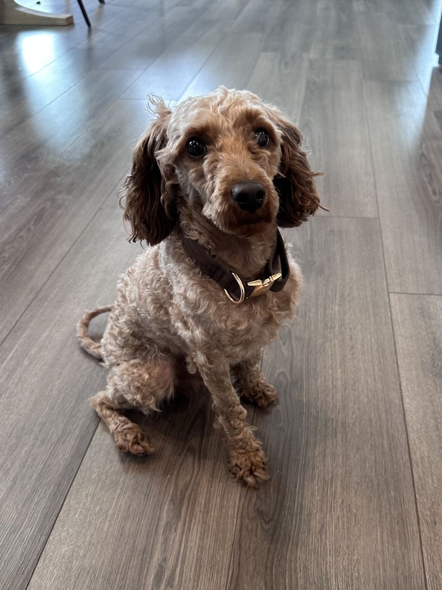 Male Maltipoo