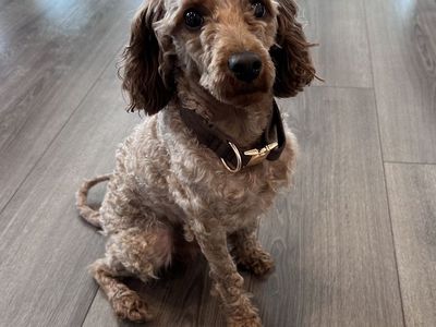 Male Maltipoo