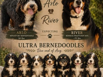 Ultra Bernedoodles – Arlo × River | Due End of August