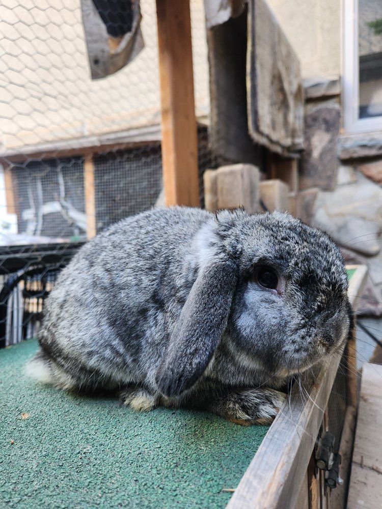 Chinchilla VM Holland Lop Buck