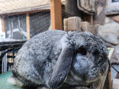 Chinchilla VM Holland Lop Buck