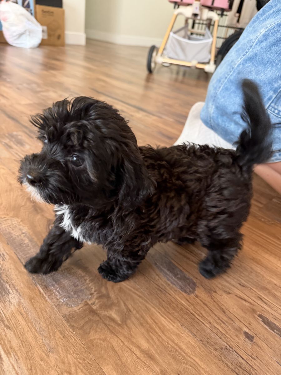 Teacup Maltipoo