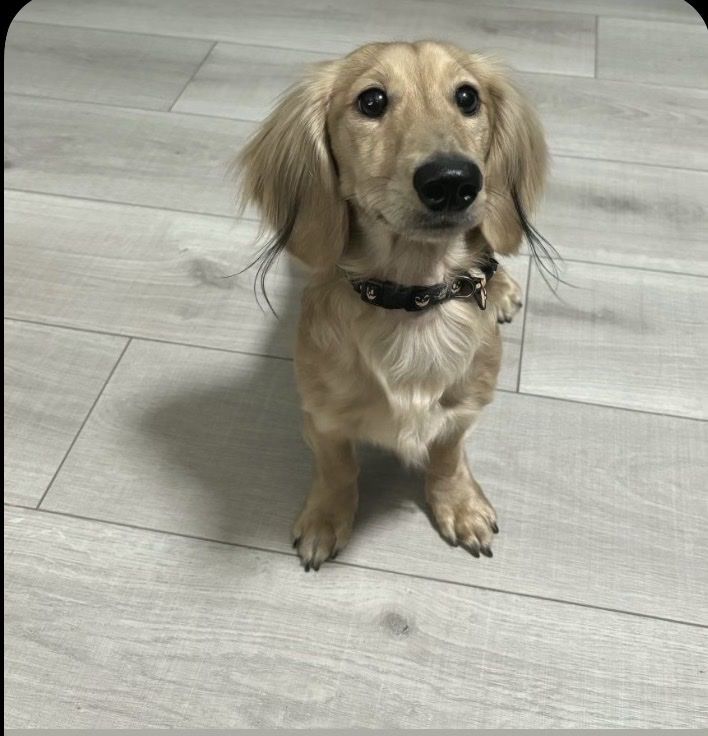 Dachshund Stud