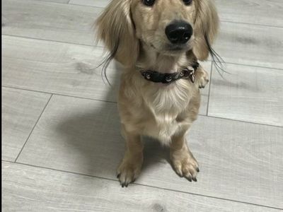 Dachshund Stud