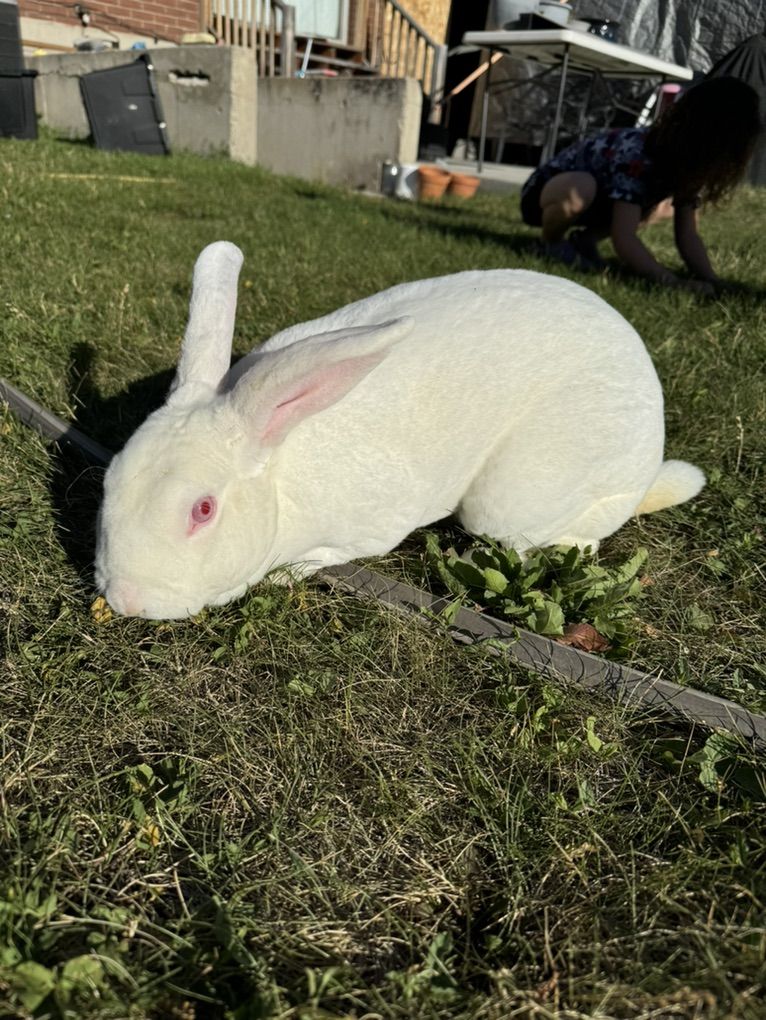 PureBred Rex Male Buck 6 Months Old