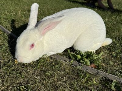 PureBred Rex Male Buck 6 Months Old