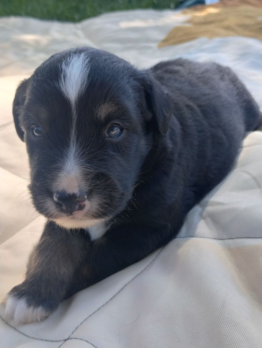 Miniature Australian Shepherd Mini Aussie ASDR