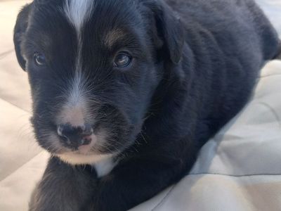 Miniature Australian Shepherd Mini Aussie ASDR