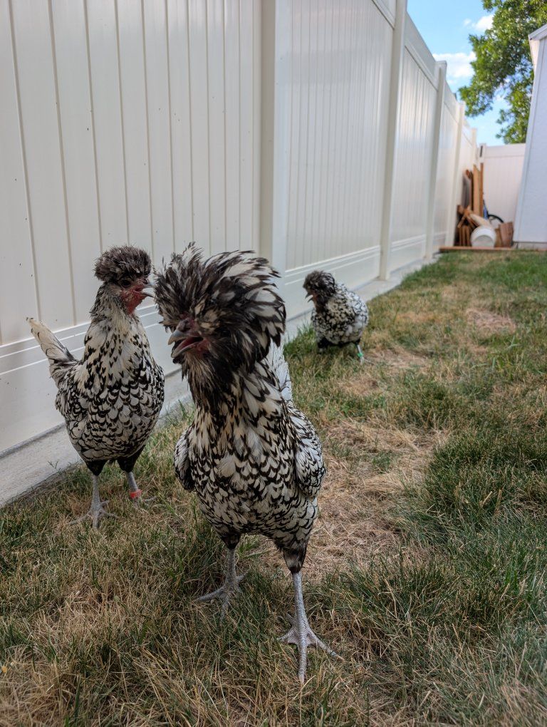 Laying Hen Silver Laced Polish Chicken