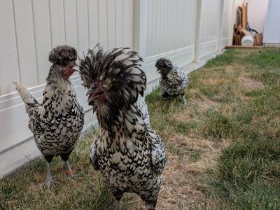 Laying Hen Silver Laced Polish Chicken