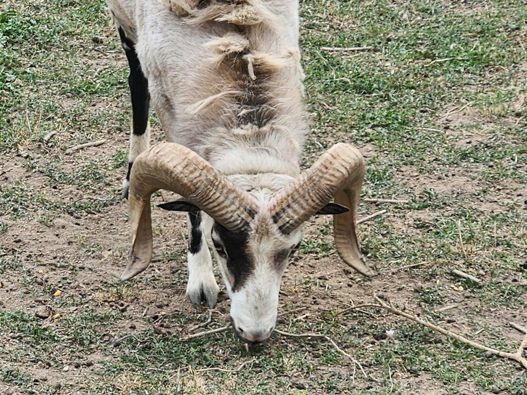 Hair sheep